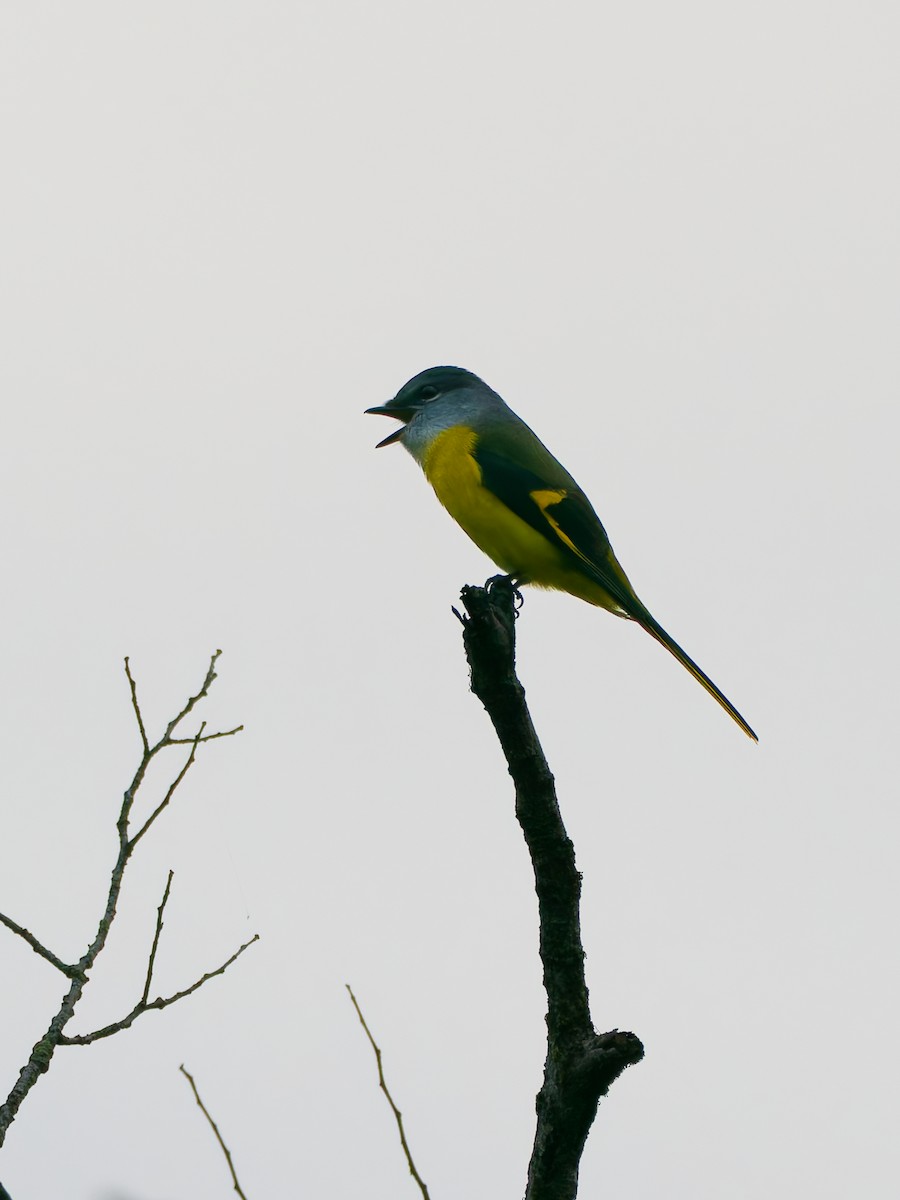 Gray-chinned Minivet - ML644727823
