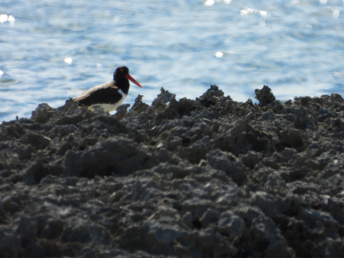 amerikatjeld - ML644727830