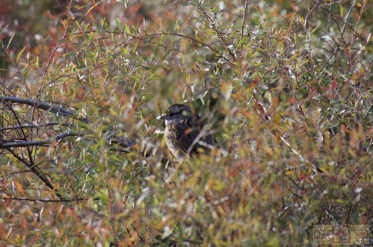 hvitstrupespurv - ML644727836