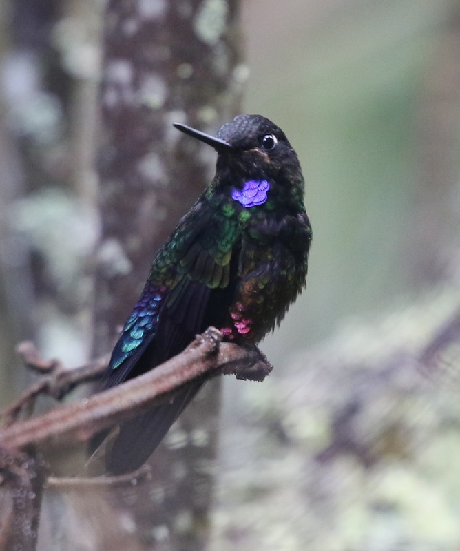 Inca Ventrivioleta - ML644727837