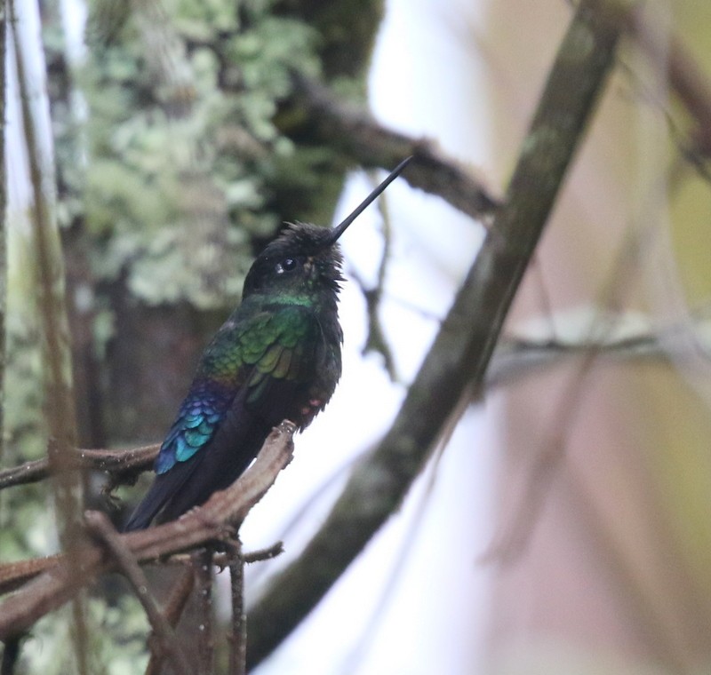 Inca Ventrivioleta - ML644727838