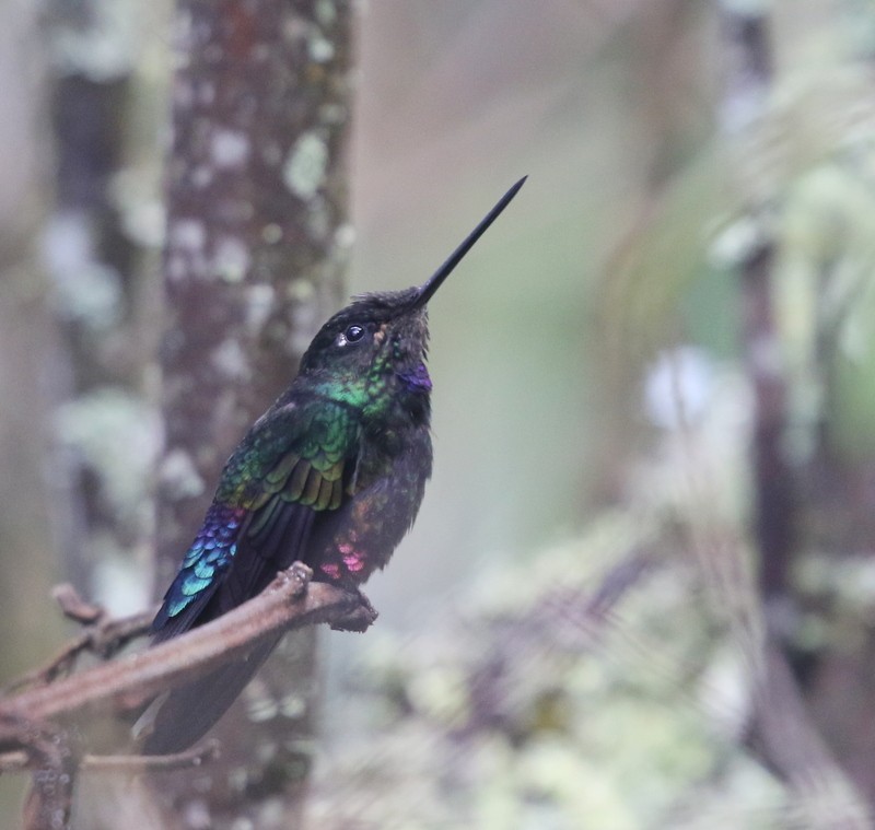 Inca Ventrivioleta - ML644727839