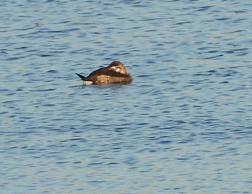 Schwarzkopf-Ruderente - ML644727840