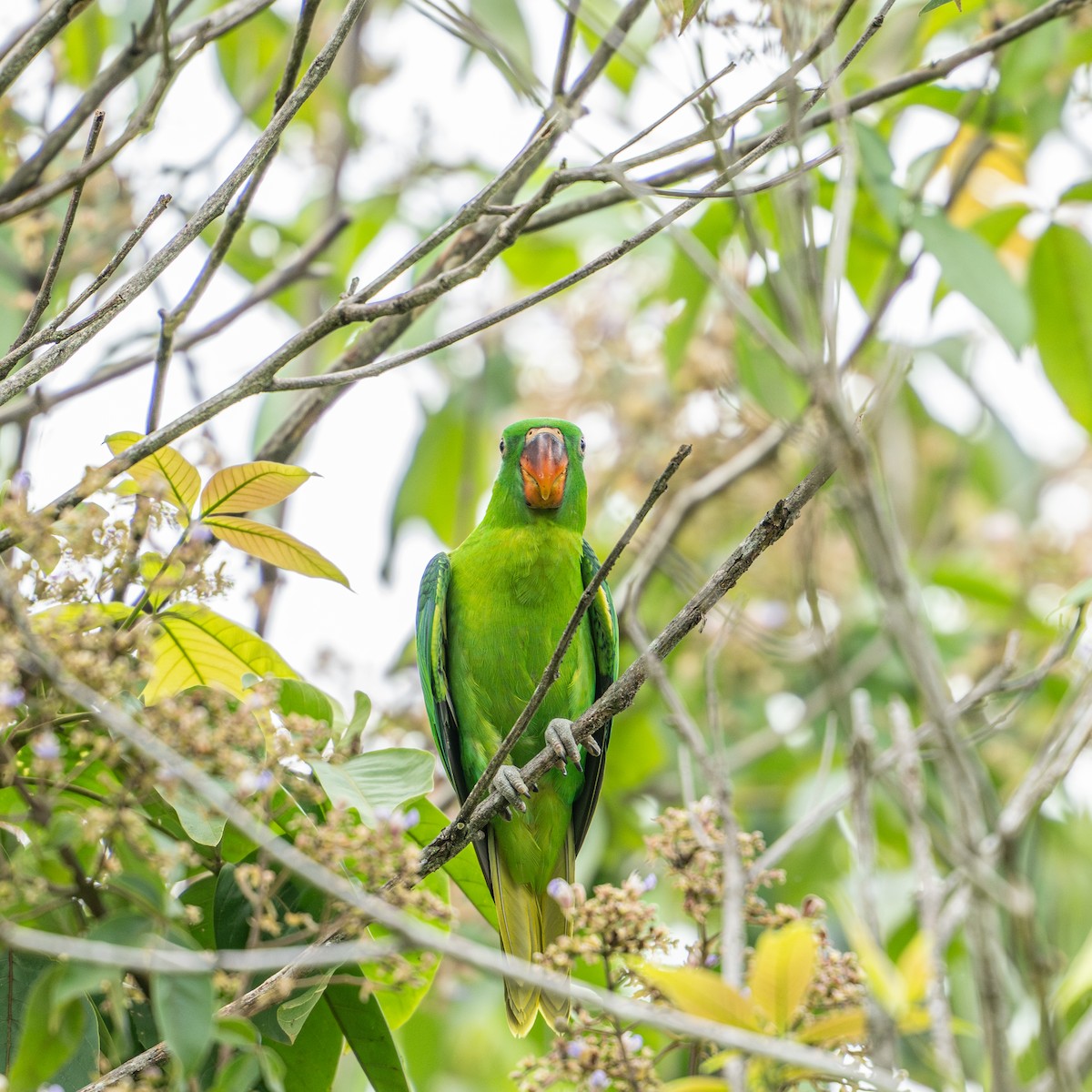 Blue-naped Parrot - ML644727845