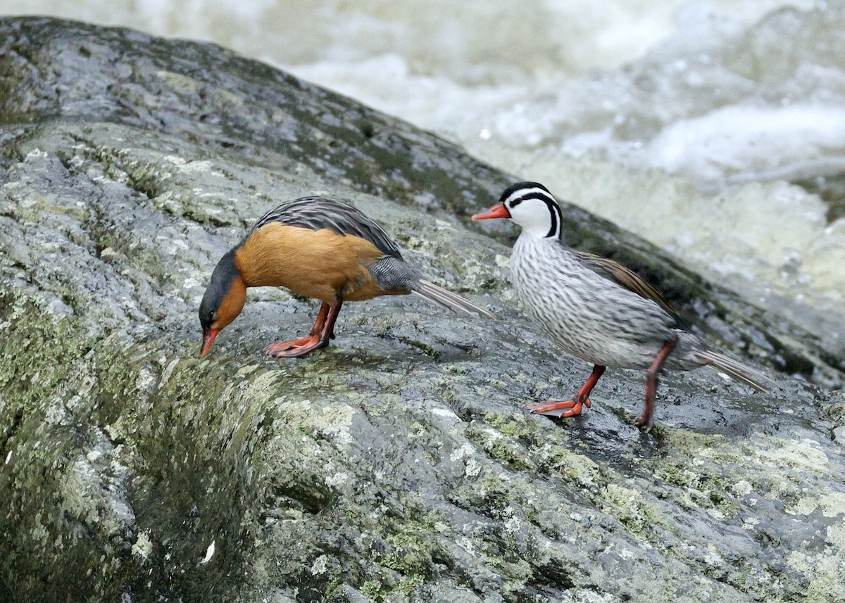 ヤマガモ - ML644727857