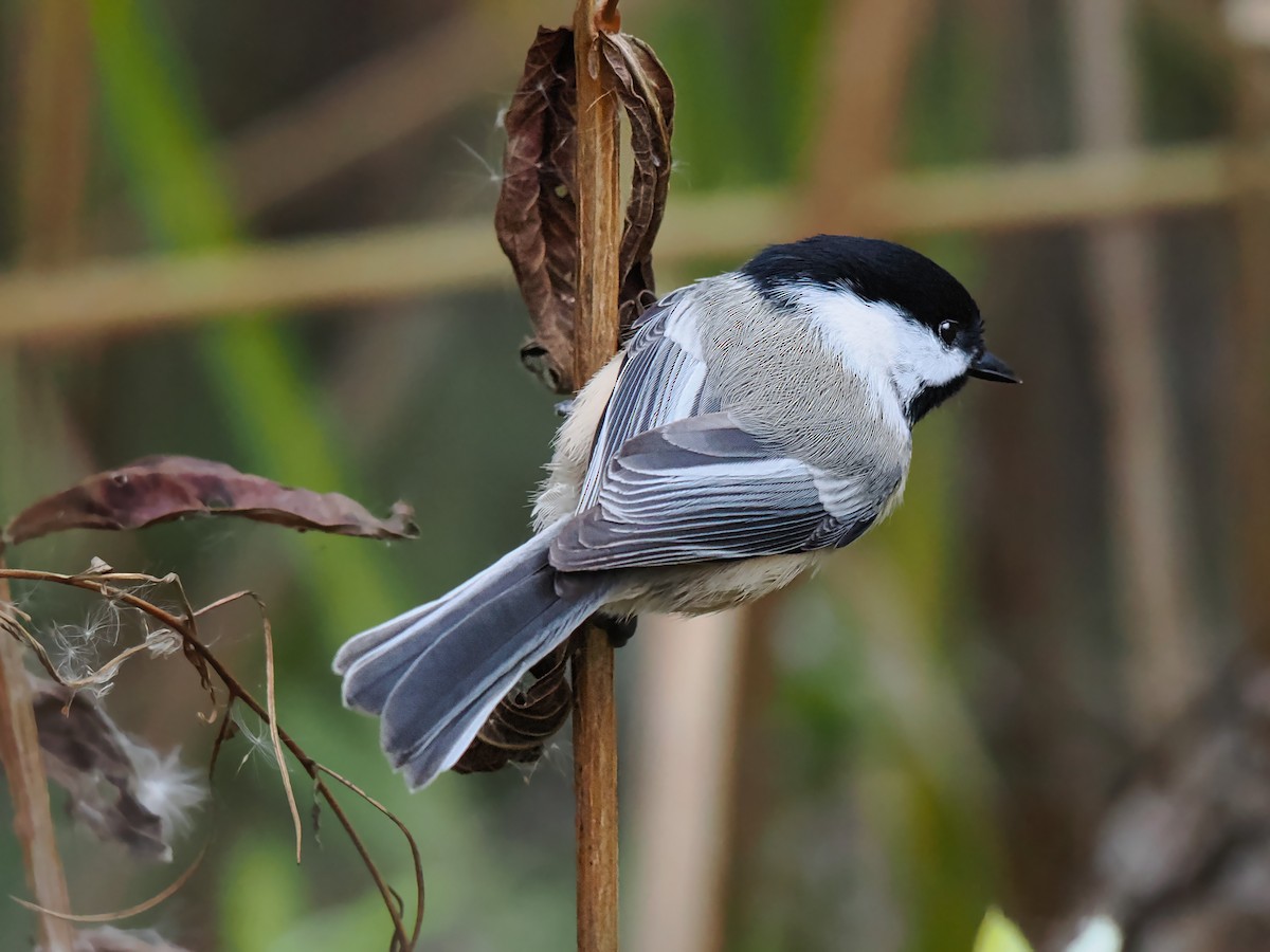Black-capped Chickadee - ML644727864