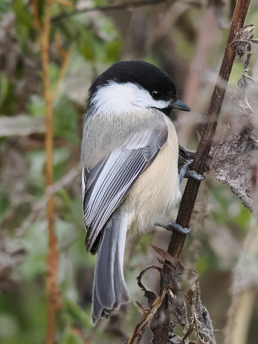 Black-capped Chickadee - ML644727865