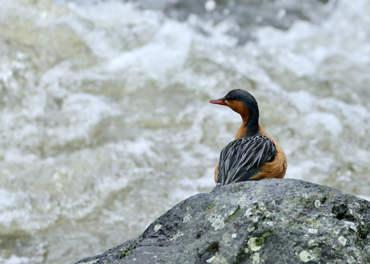 ヤマガモ - ML644727866