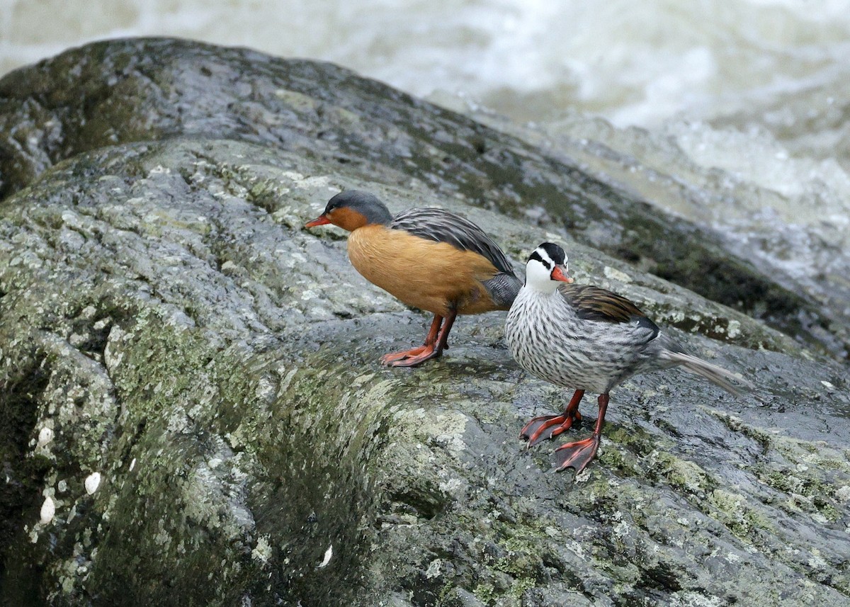 ヤマガモ - ML644727868