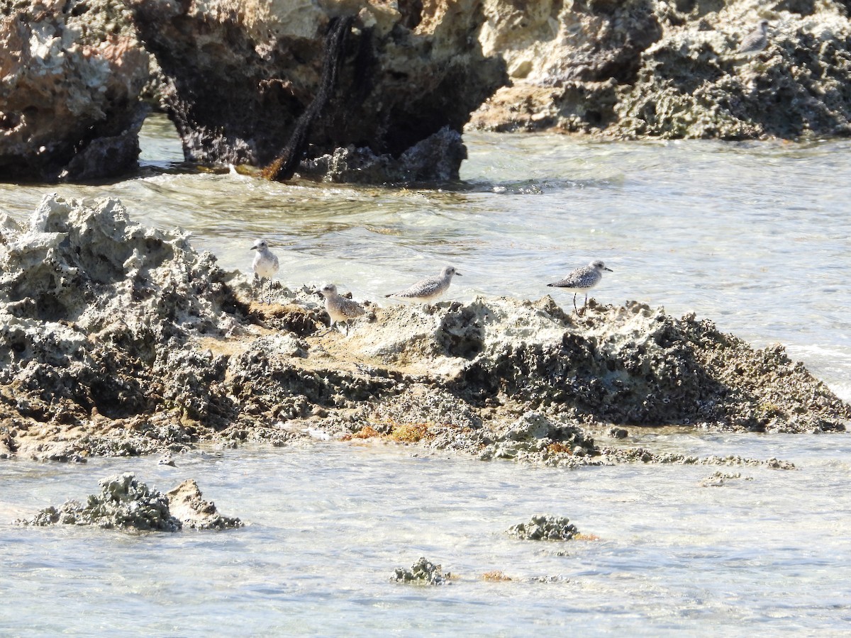 tundralo - ML644727869