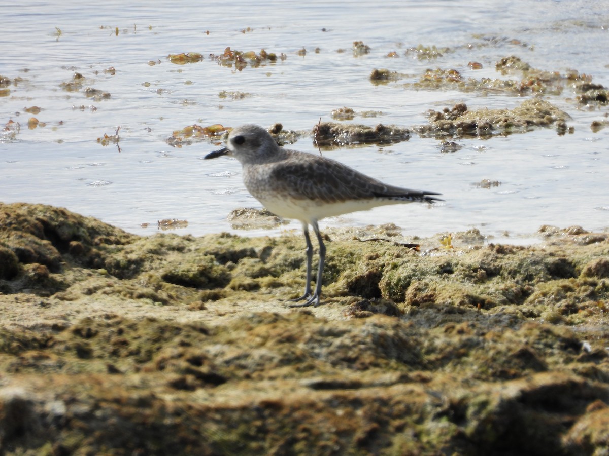 tundralo - ML644727870