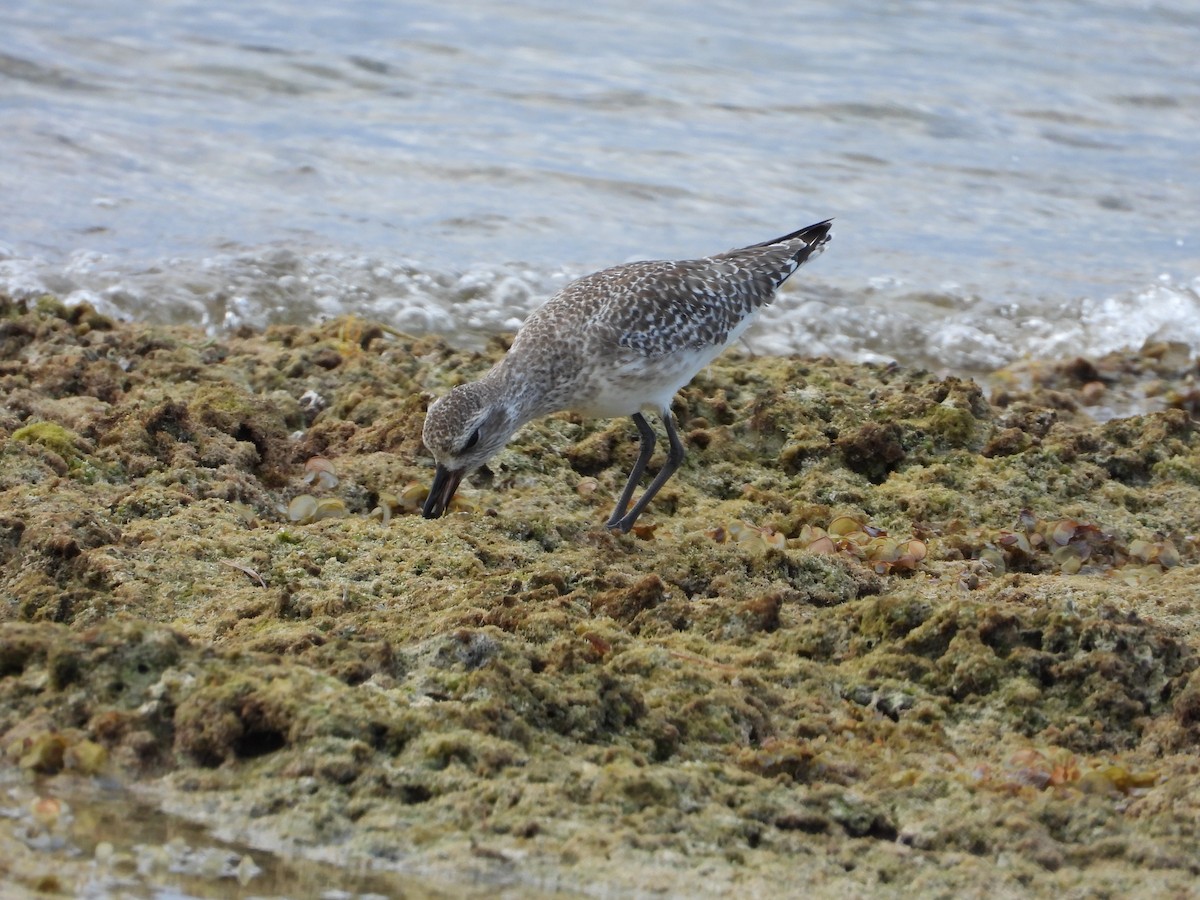 tundralo - ML644727871