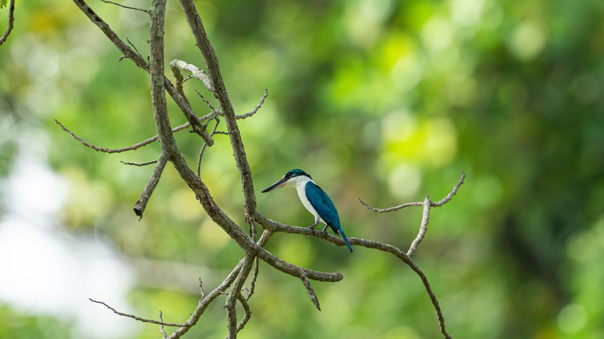 Collared Kingfisher - ML644727873