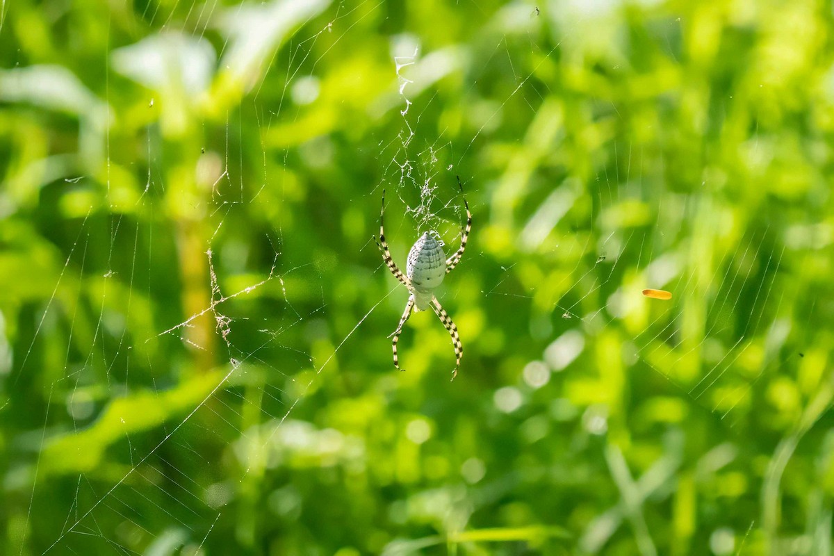 Banded Garden Spider - ML644727879