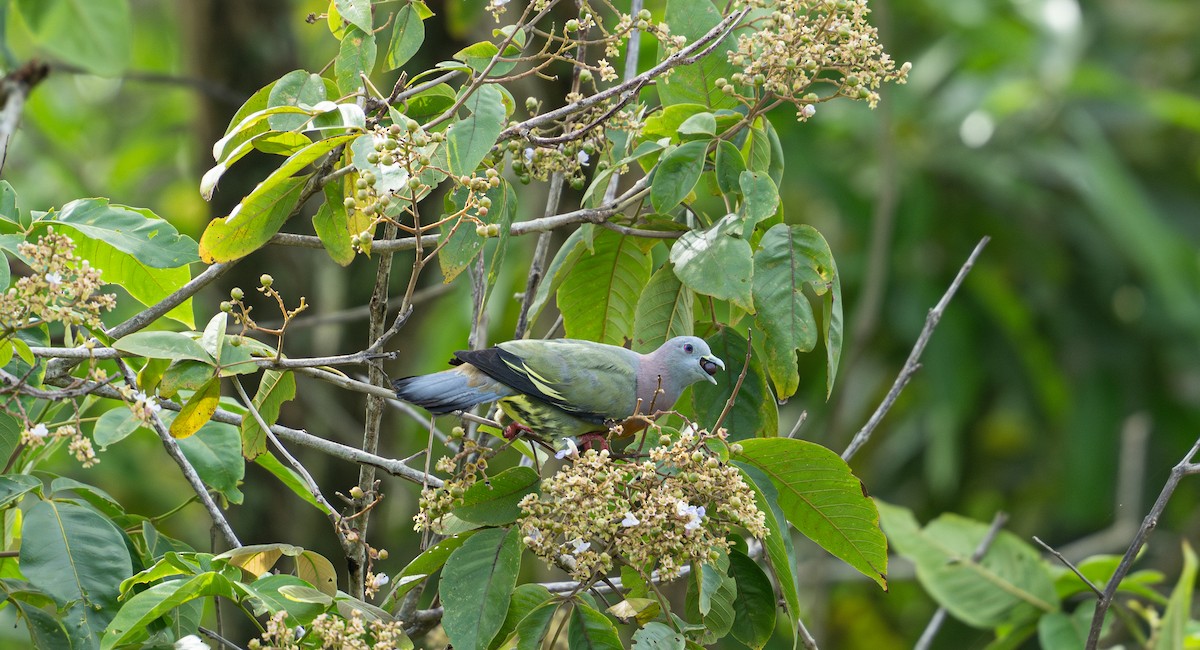 Pink-necked Green-Pigeon - ML644727881