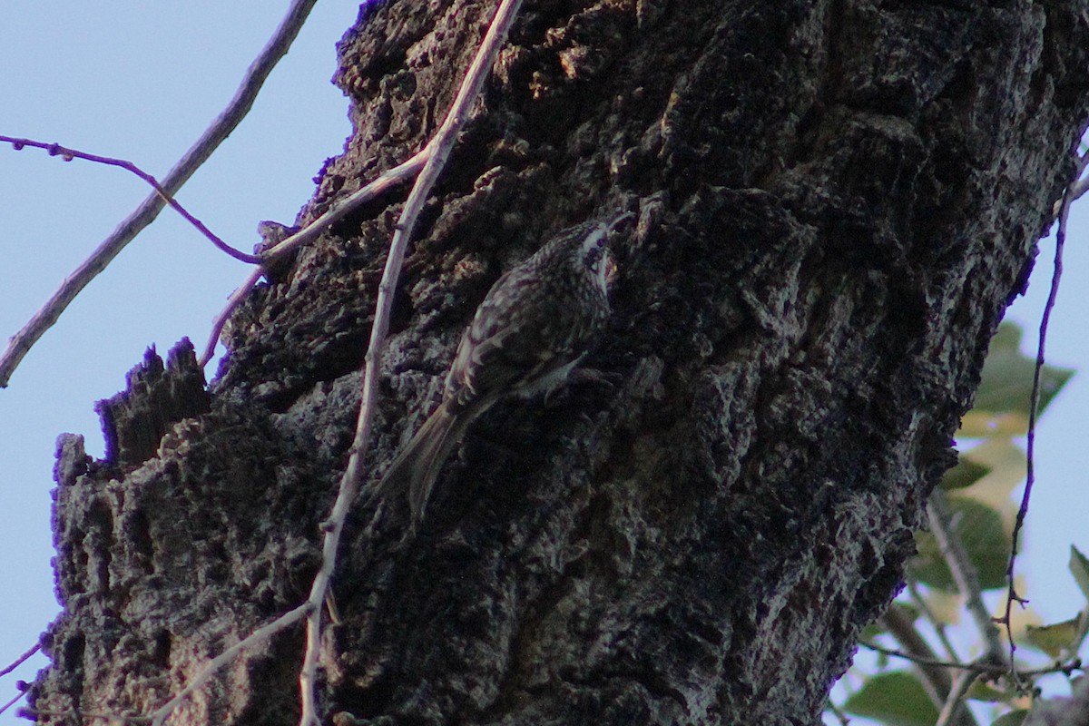 Brown Creeper - ML644727892
