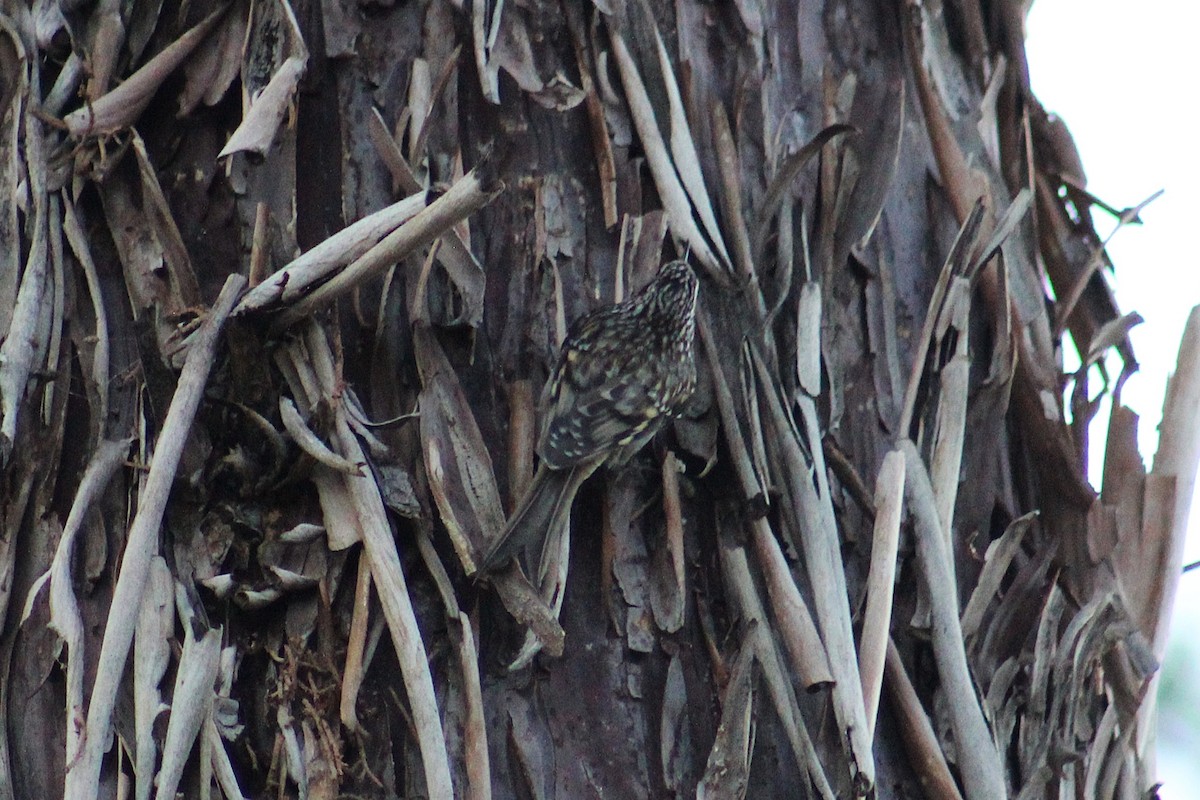 Brown Creeper - ML644727893