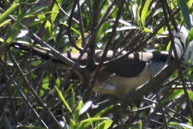 Dark-billed Cuckoo - ML644727896
