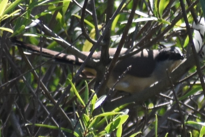 Dark-billed Cuckoo - ML644727897