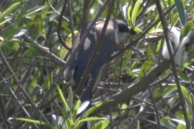 Dark-billed Cuckoo - ML644727898