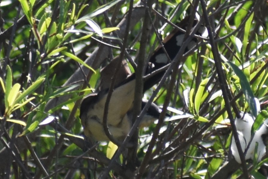 Dark-billed Cuckoo - ML644727899