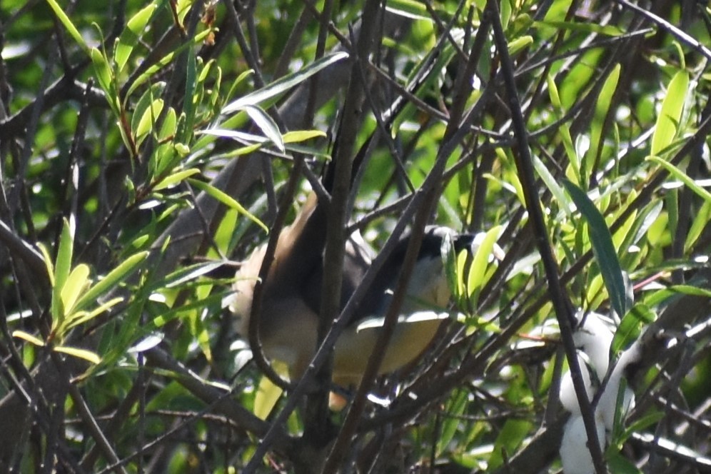 Dark-billed Cuckoo - ML644727900