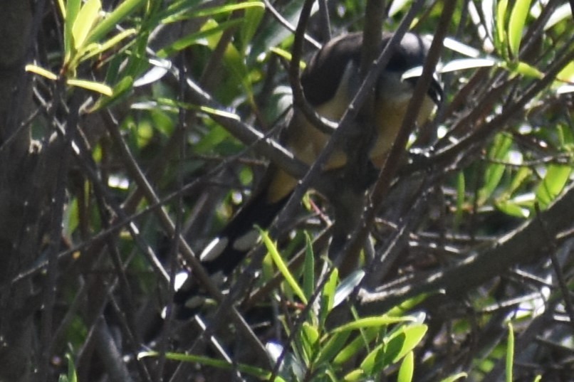 Dark-billed Cuckoo - ML644727901