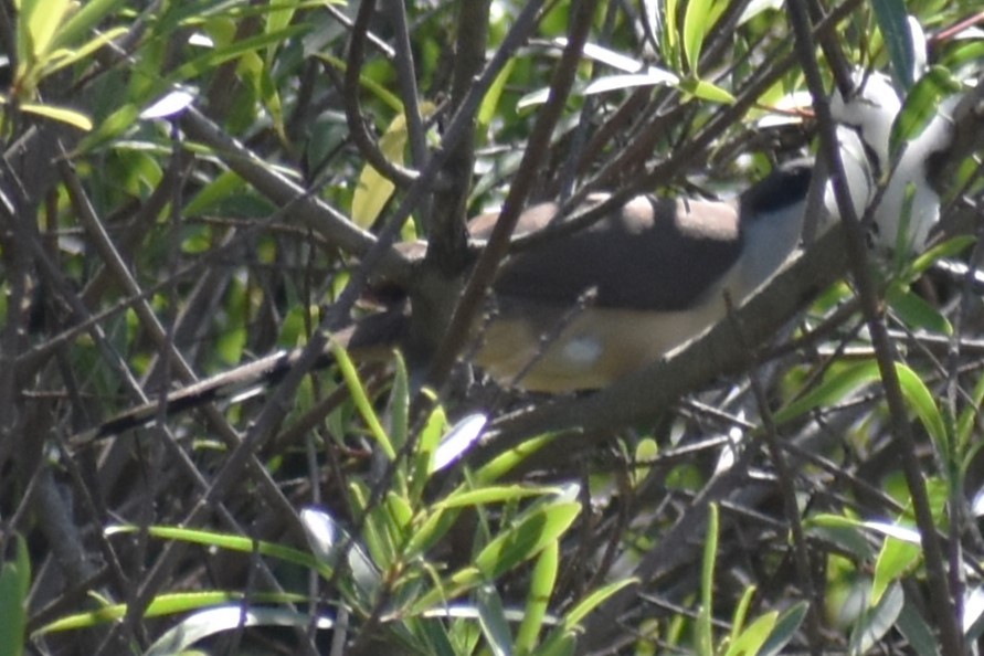 Dark-billed Cuckoo - ML644727902