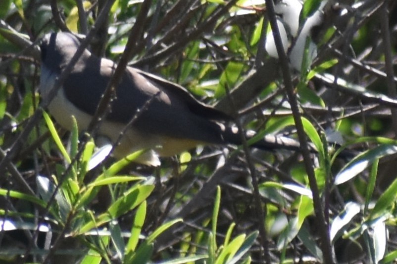 Dark-billed Cuckoo - ML644727903