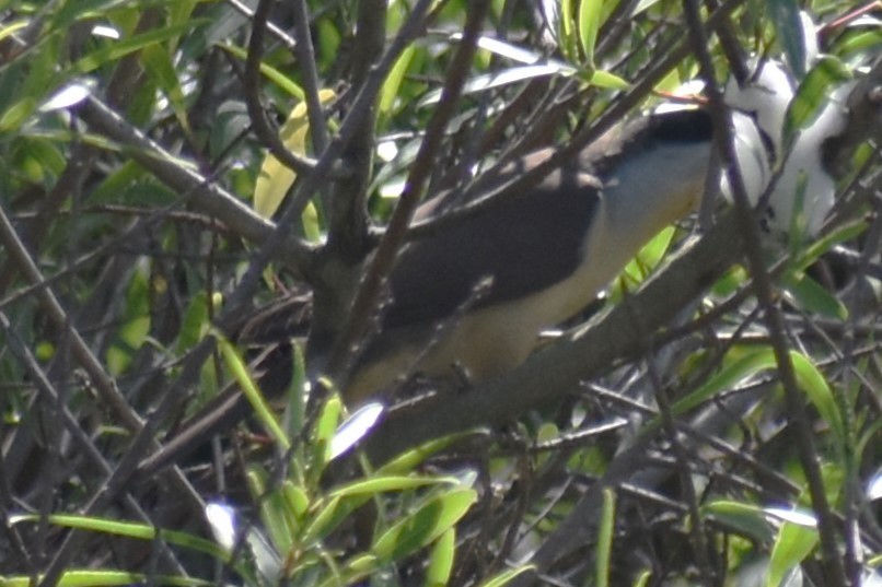 Dark-billed Cuckoo - ML644727904