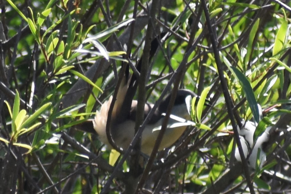 Dark-billed Cuckoo - ML644727905