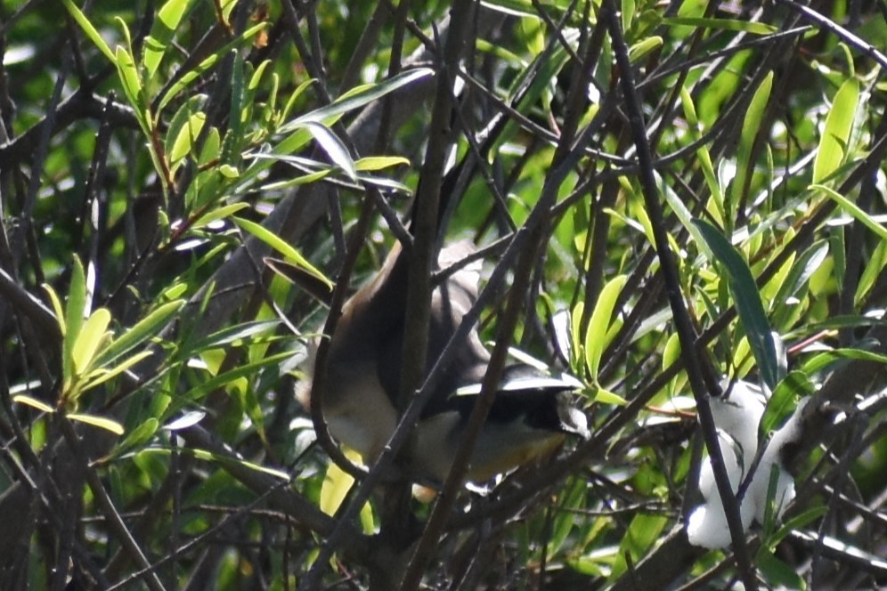Dark-billed Cuckoo - ML644727906