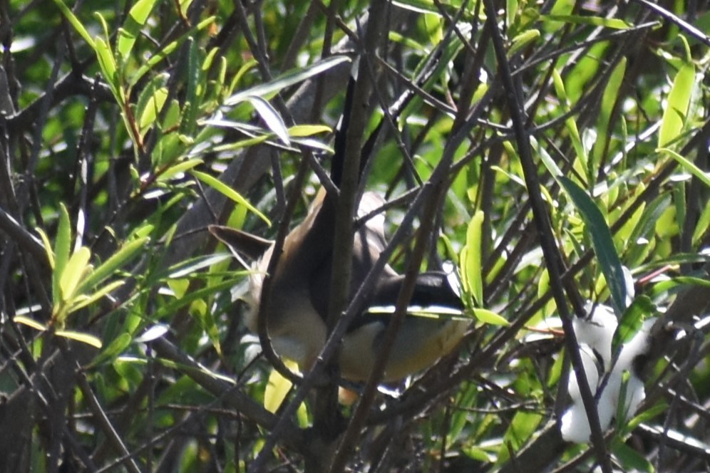 Dark-billed Cuckoo - ML644727907