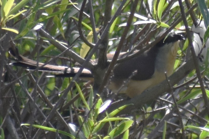 Dark-billed Cuckoo - ML644727908