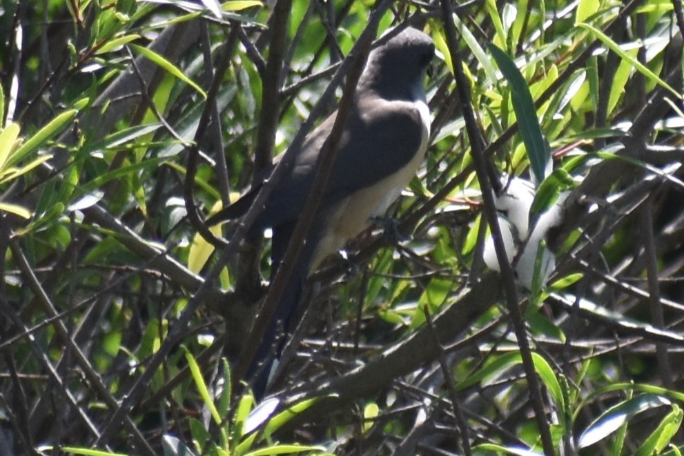 Dark-billed Cuckoo - ML644727909
