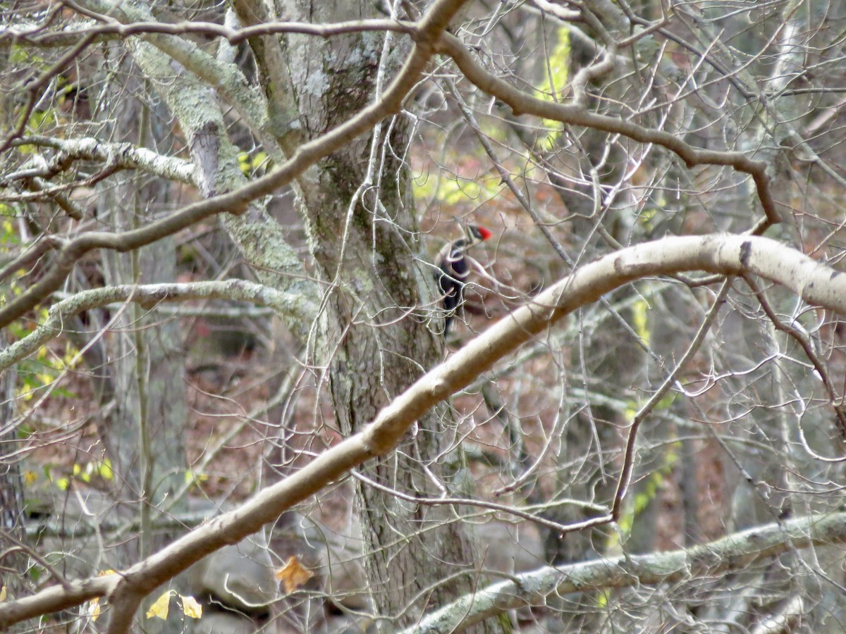 Pileated Woodpecker - ML644727916