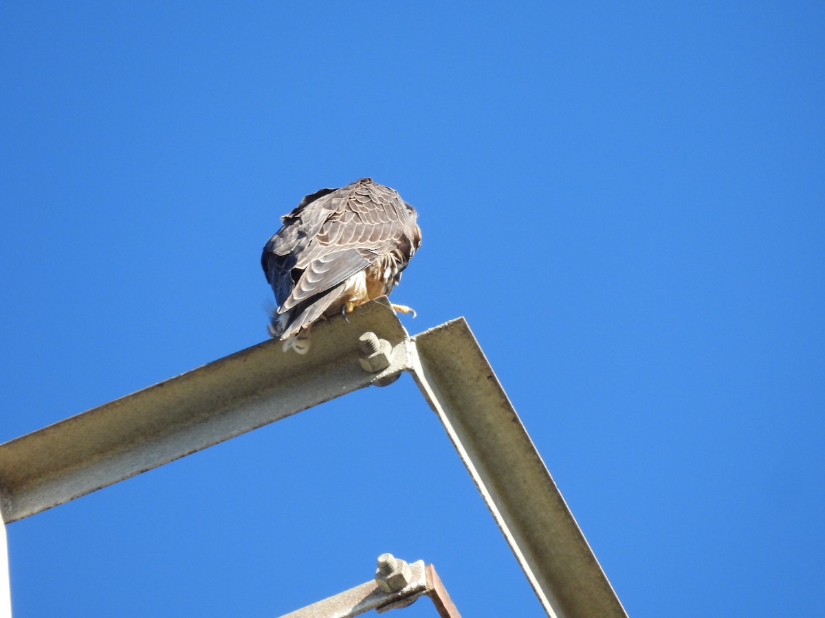 Peregrine Falcon - ML644727918
