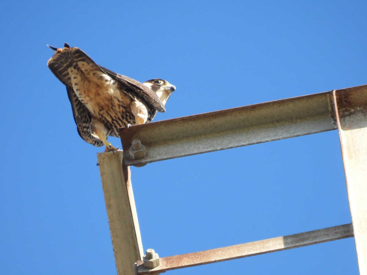 Faucon pèlerin - ML644727919