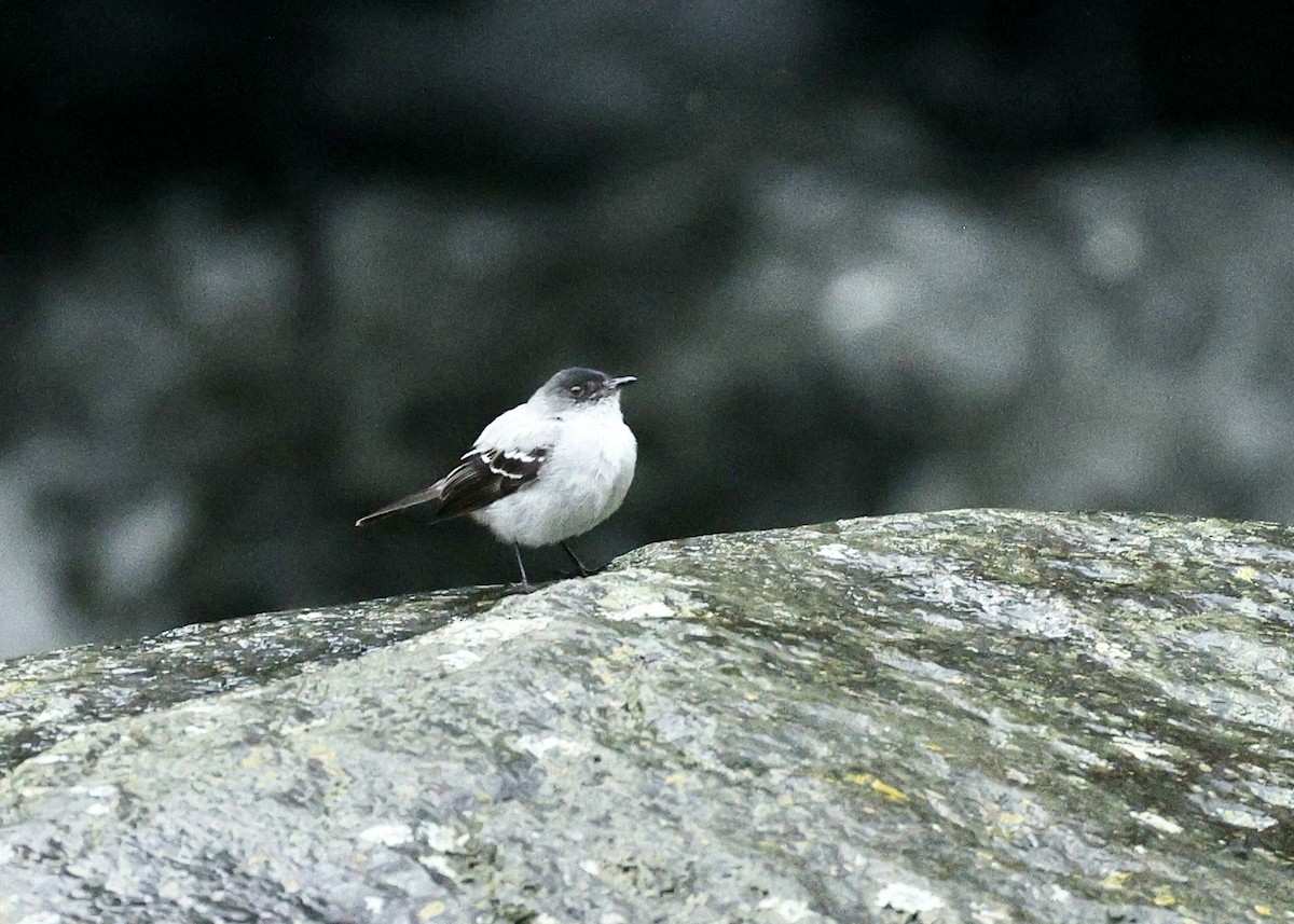 カトリタイランチョウ - ML644727925