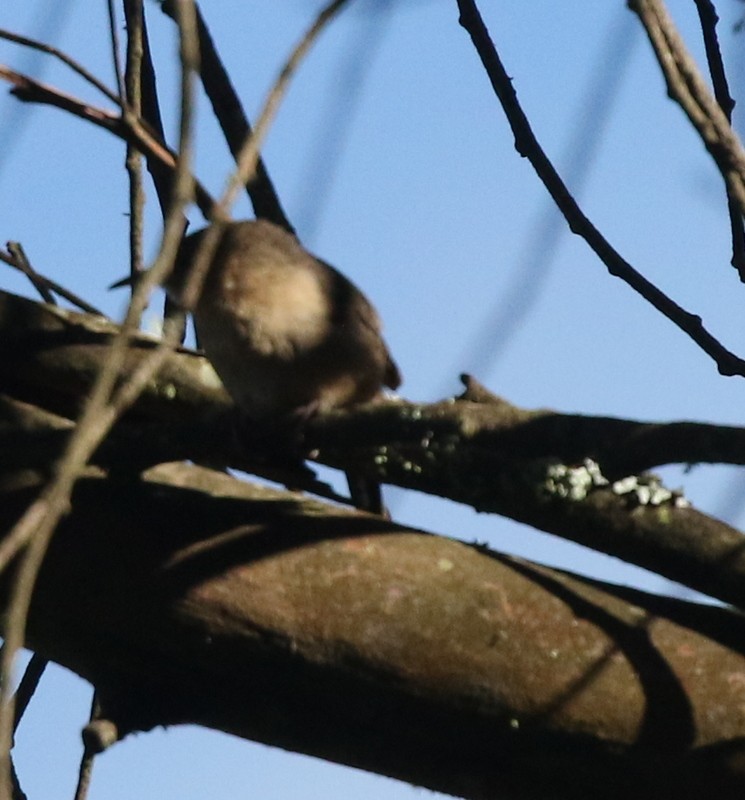 Southern House Wren - ML644727926