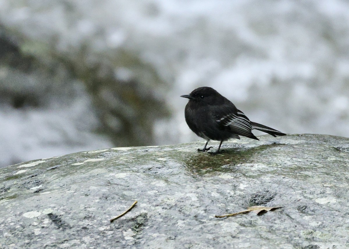 クロツキヒメハエトリ - ML644727930