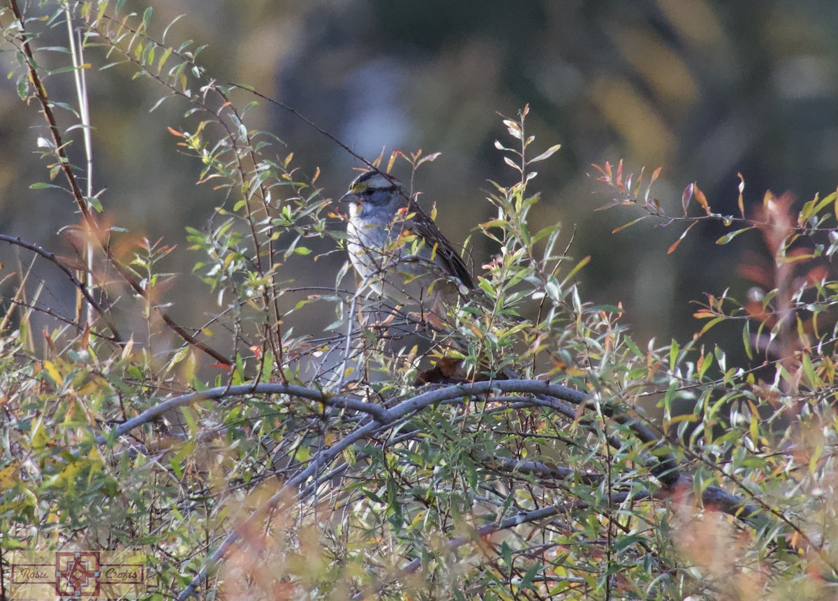 hvitstrupespurv - ML644727940