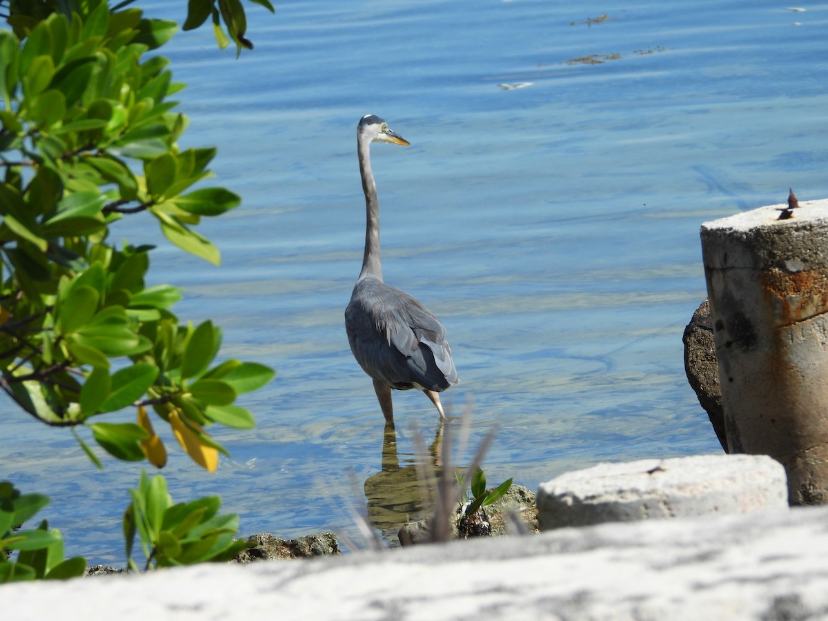 herodiashegre - ML644727941