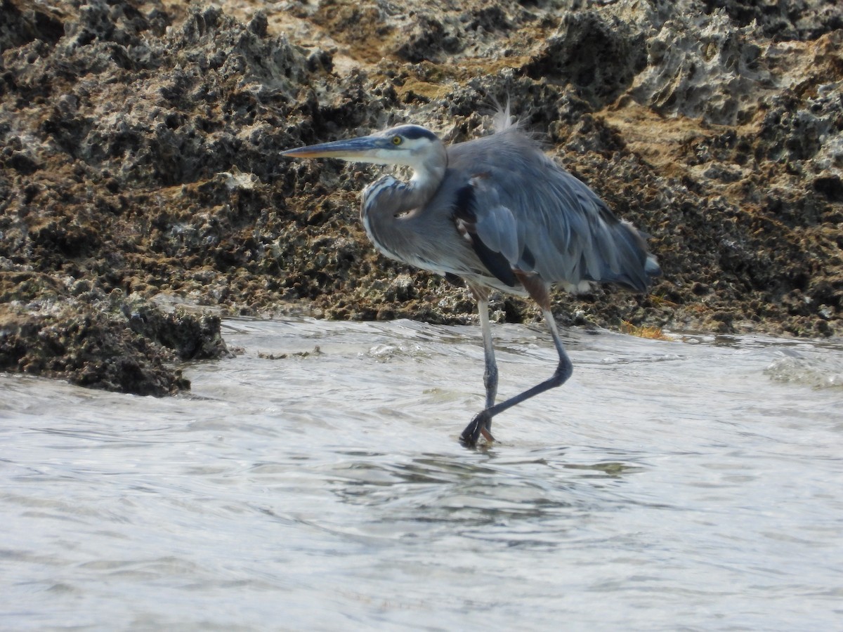 herodiashegre - ML644727944