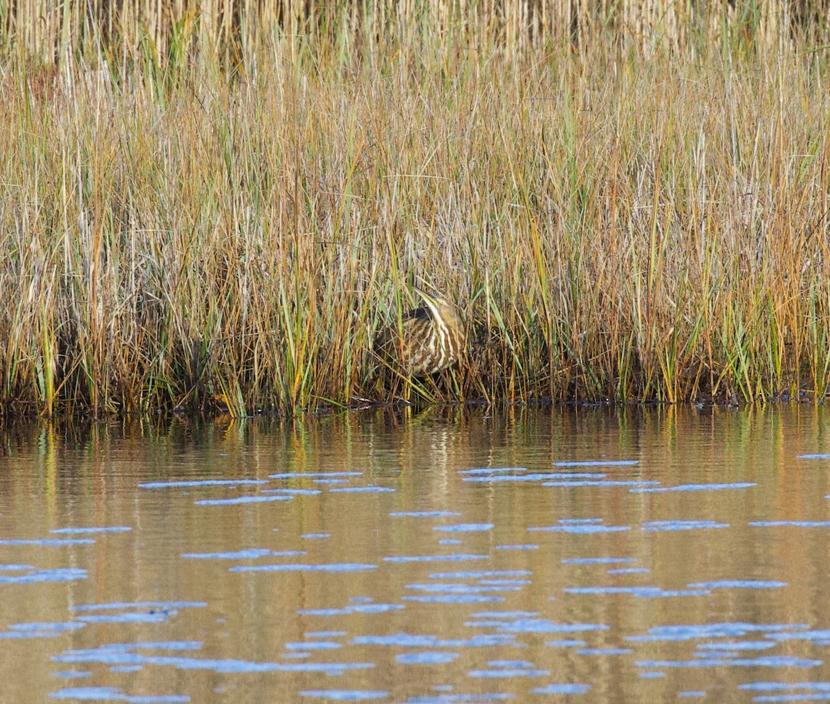 Amerika Balabanı - ML644727964