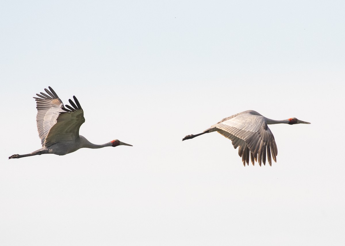 Brolga - ML644727974