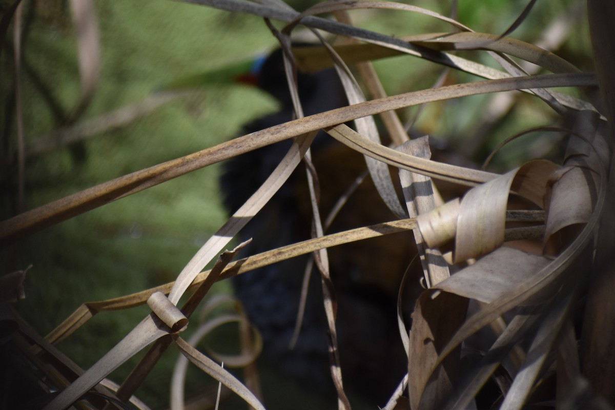 Kurşuni Sukılavuzu - ML644727976