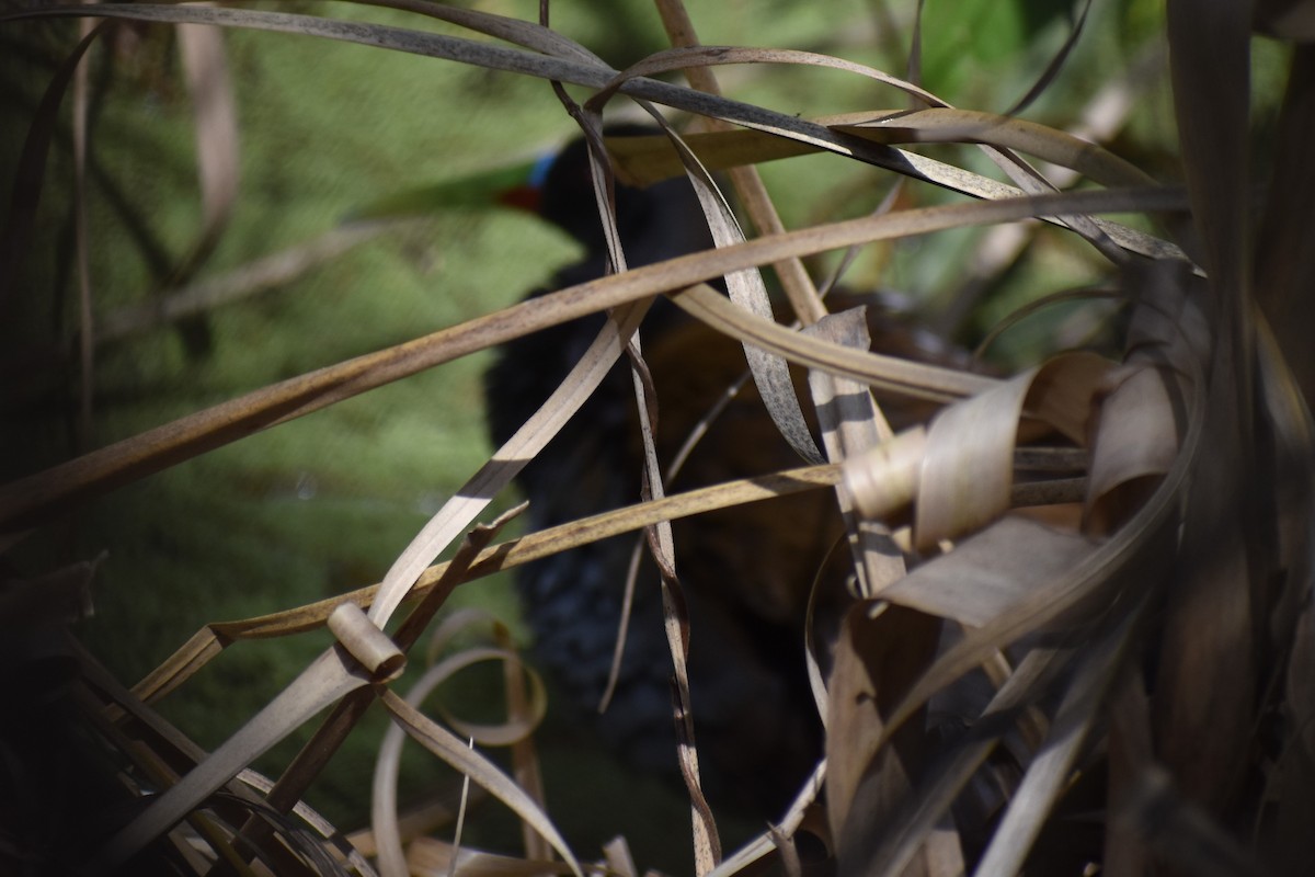 Kurşuni Sukılavuzu - ML644727977