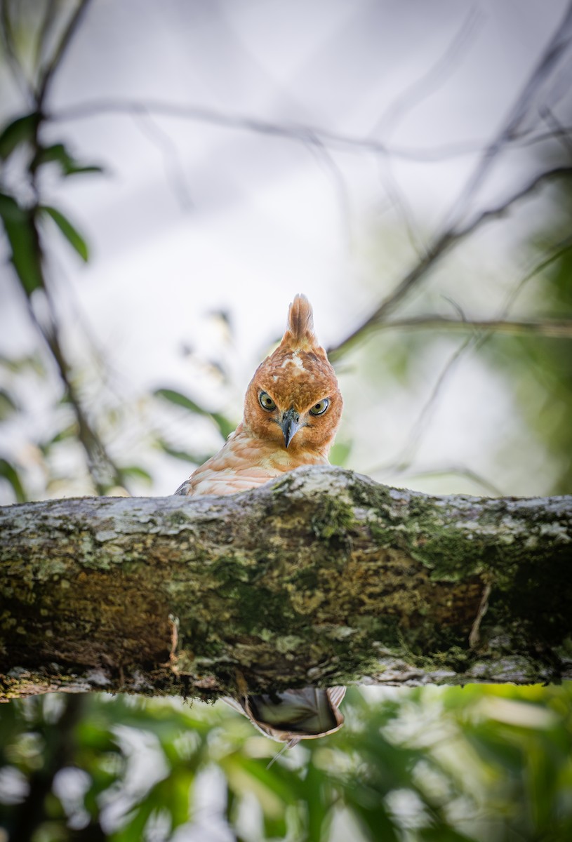 Wallace's Hawk-Eagle - ML644727978