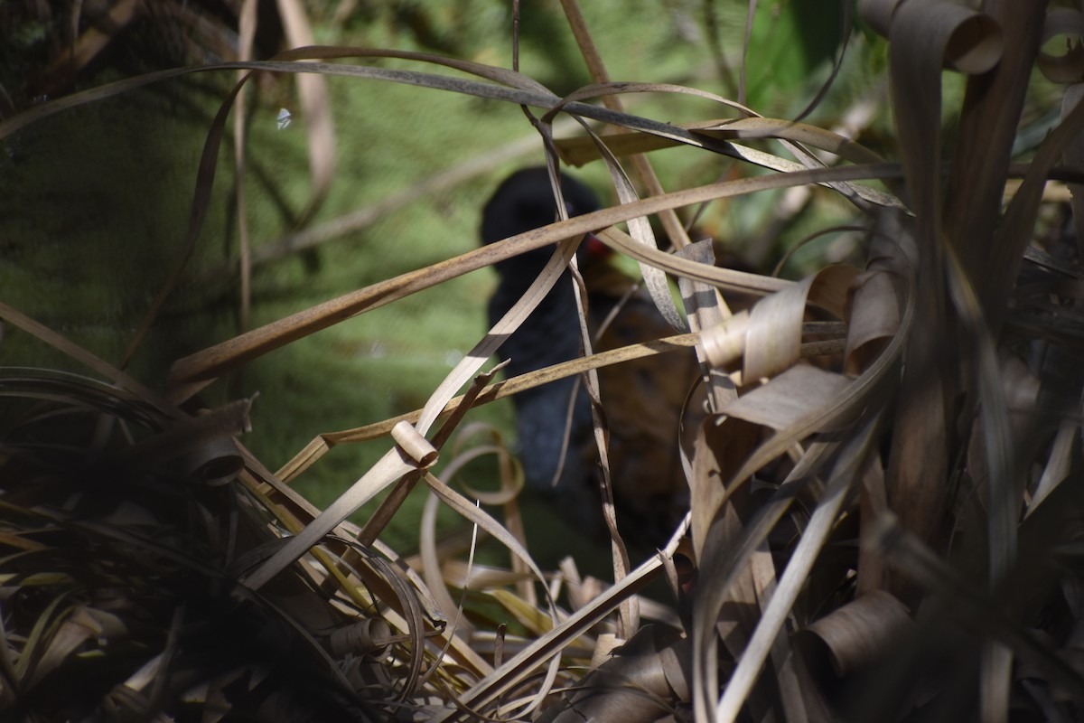 Kurşuni Sukılavuzu - ML644727980